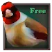 Birdquiz Free icon