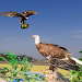 Eagle Simulator Game 3D icon