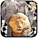 Savanna Race APK