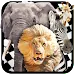 Savanna Race APK