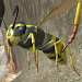 Wasp Nest Simulator - Insect a icon