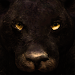 Ultimate Panther Simulator icon