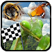 Insect Race icon