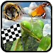 Insect Race APK