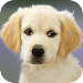 Puppy Wallpapers icon