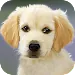 Puppy Wallpapers APK