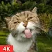 Funny Animals Wallpaper APK