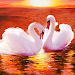 The Swan APK