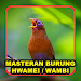 Masteran Burung Hwamei / Wambiicon