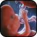 Pregnancy Stagesicon