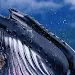 Whale phone wallpapers icon