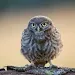 Owl phone wallpapers APK