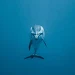Dolphin phone wallpapers APK