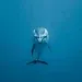 Dolphin phone wallpapers APK