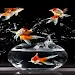 Fishes phone wallpapers APK