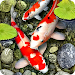 Koi Fish Live Wallpaper APK