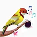 Birds Sounds & Birds Ringtones icon