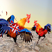 Farm Rooster Fighting Chicks 2 icon