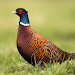 Pheasant sounds icon