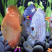 Discus Aquarium Live Wallpapericon