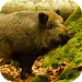 Wild Boar Sounds APK