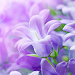 Lilac Flowers Live Wallpapericon