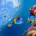 Ocean Fish Live Wallpaper icon