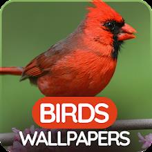 Wallpapers 4K with birds APK