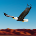 Bird Race Game 3D: Eagle Gamesicon