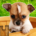 Dogs Jigsaw Puzzles Game icon