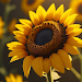 Sunflower Wallpaper HD APK