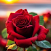 Red Rose Wallpapers Flowers icon