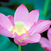 Lotus Live Wallpaper icon