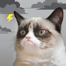 Grumpy Cat Weather icon