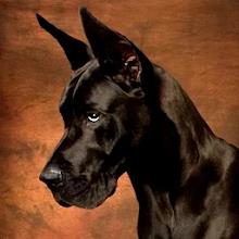 Great Dane Dog Simulatoricon