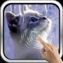 Interactive Kitten icon