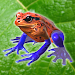 Frog Friendsicon