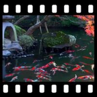 Japanese Koi Pond 4K Video LWPicon