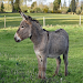 Donkey sounds icon