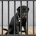 Animal Shelter: Pet Rescue 3D icon