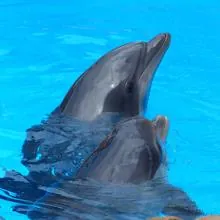 Dolphins - Sound to relax APK