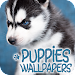 Puppies Wallpapers in 4K icon