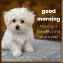 GOOD MORNING GIF STICKERS APK