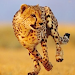 Cheetah Run icon