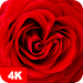 Rose Wallpapers 4K icon