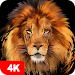 Lion Wallpapers 4Kicon