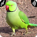 Parrot Soundsicon