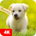 Puppy Wallpapers 4K icon