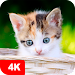 Kitten Wallpapers 4K APK
