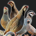 partridge soundicon